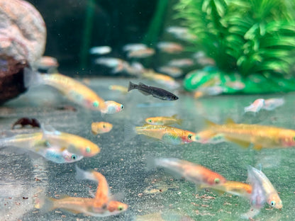 Medaka Reisfisch Mix Oryzias latipes