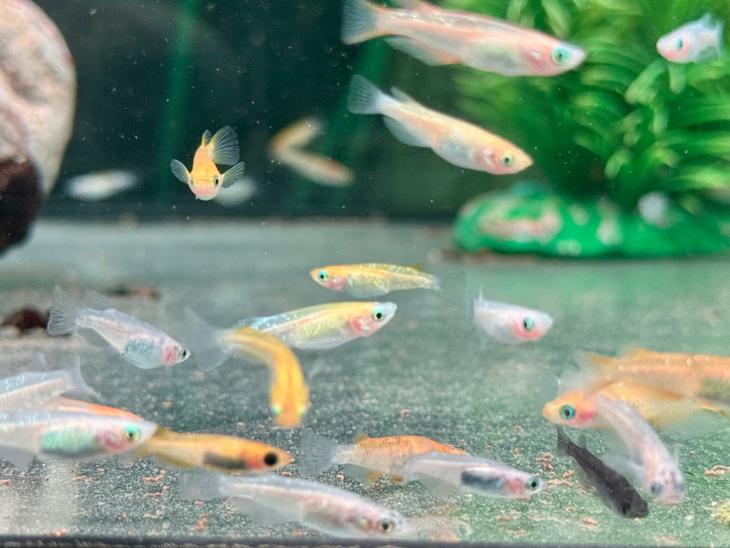 Medaka Reisfisch Mix Oryzias latipes