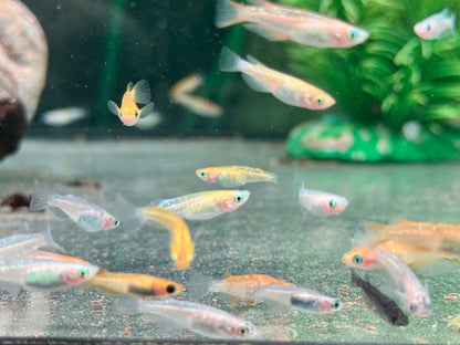 Medaka Reisfisch Mix Oryzias latipes