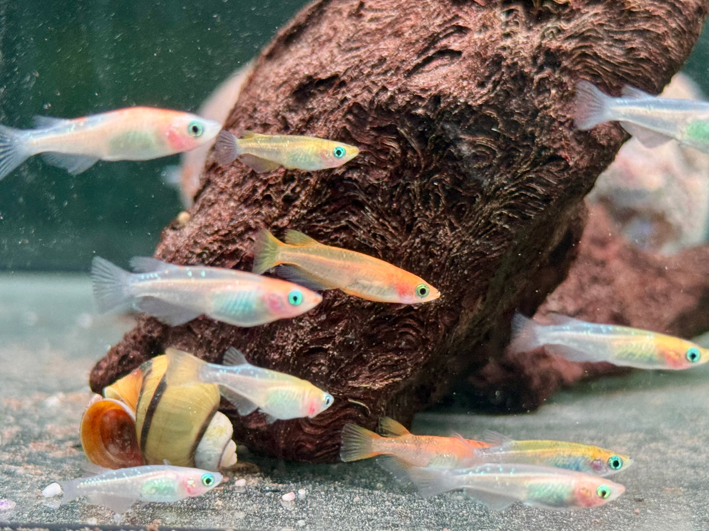 Medaka Reisfisch Mix Oryzias latipes