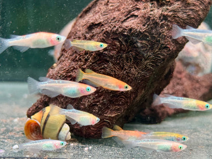 Medaka Reisfisch Mix Oryzias latipes