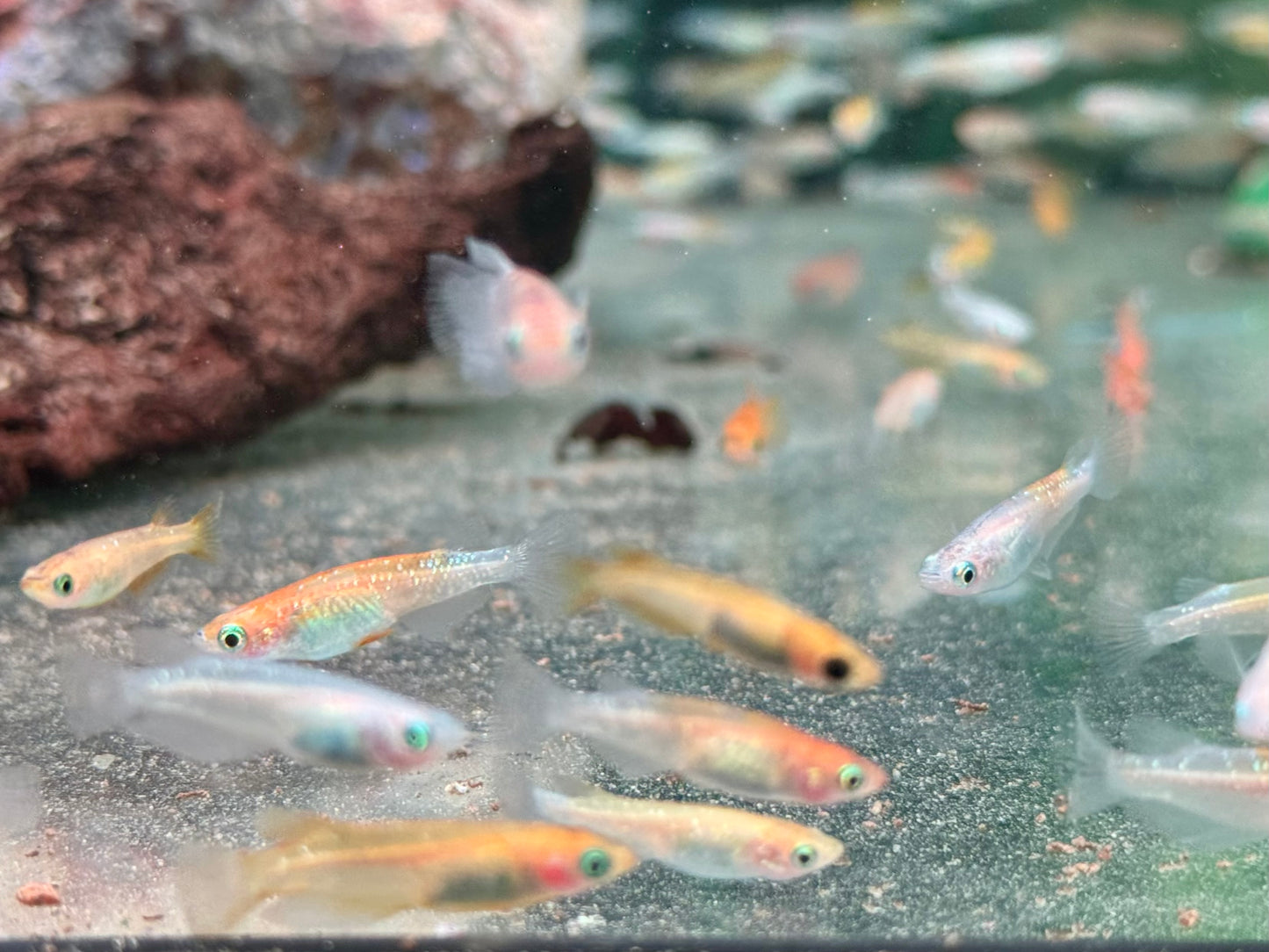 Medaka Reisfisch Mix Oryzias latipes