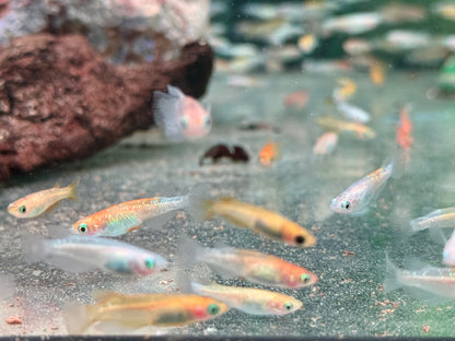 Medaka Reisfisch Mix Oryzias latipes