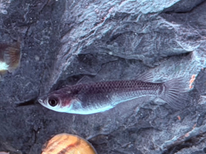 Medaka Reisfisch Black Oryzias latipes