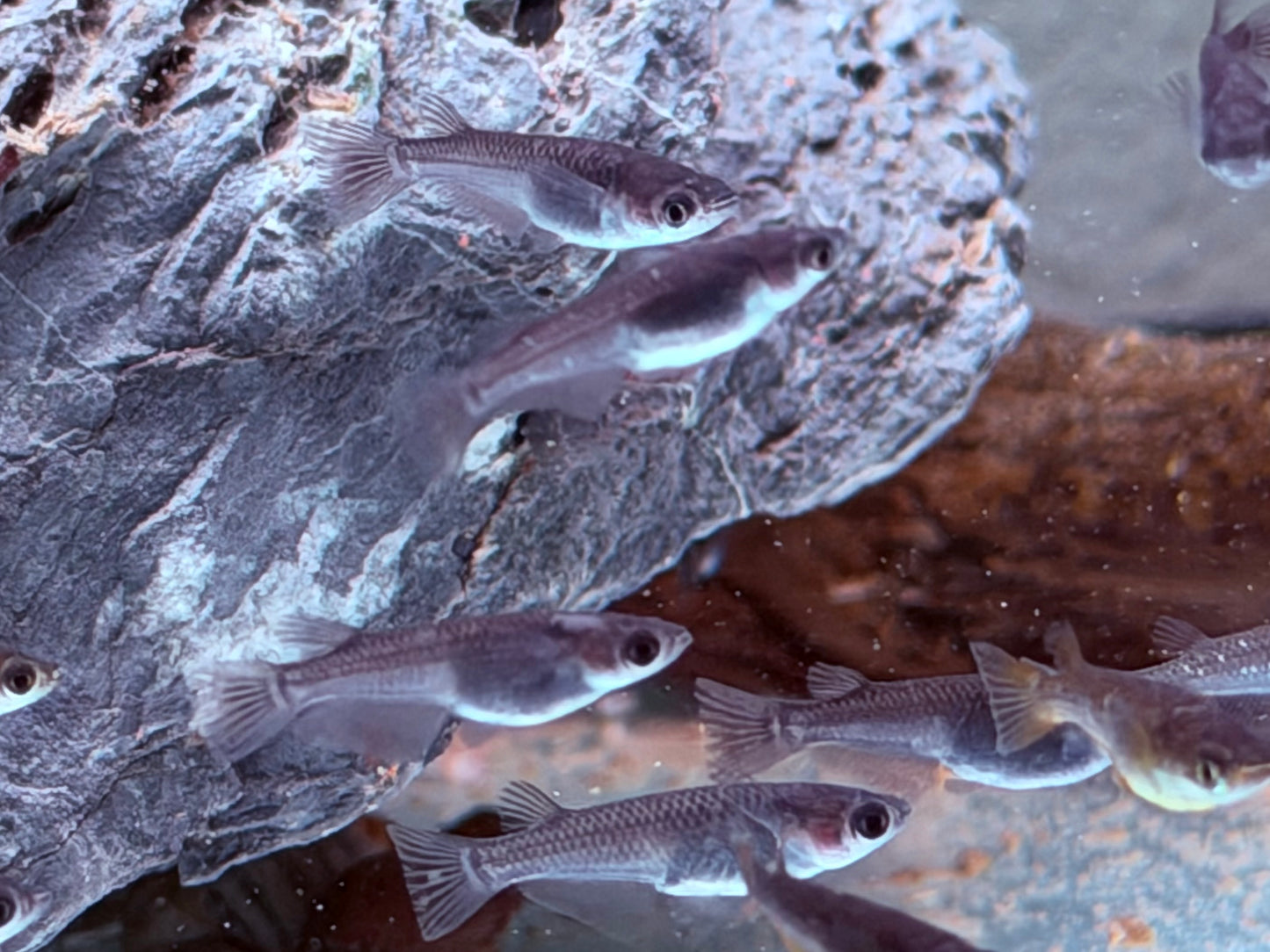 Medaka Reisfisch Black Oryzias latipes