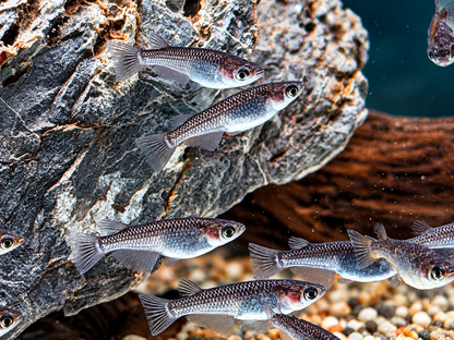 Medaka Reisfisch Black Oryzias latipes