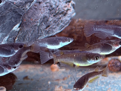 Medaka Reisfisch Black Oryzias latipes