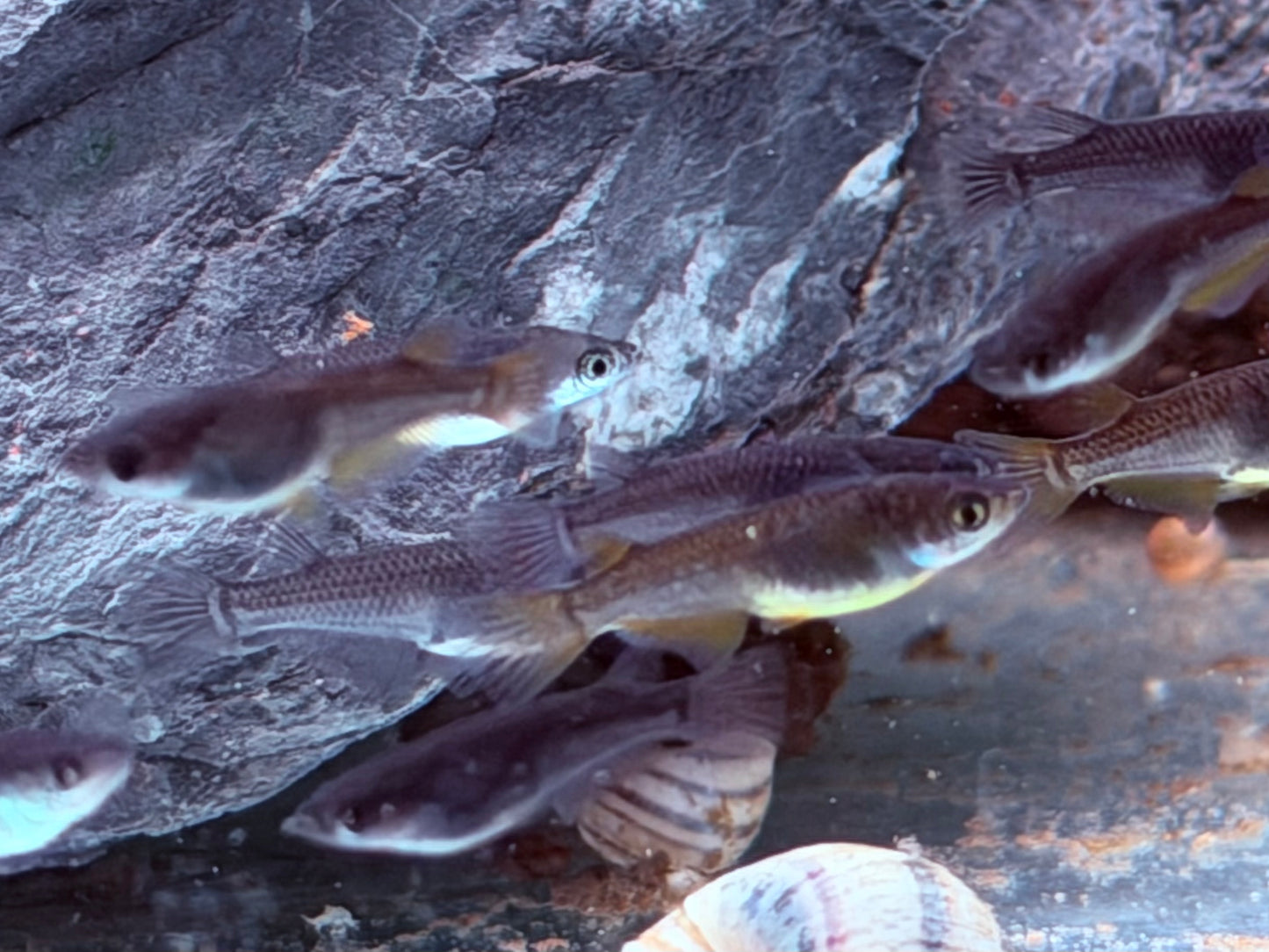Medaka Reisfisch Black Oryzias latipes
