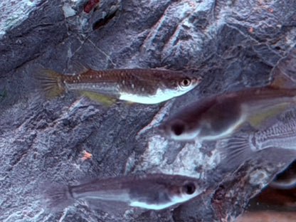 Medaka Reisfisch Black Oryzias latipes
