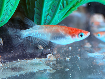 Medaka Reisfisch Kohaku Oryzias latipes