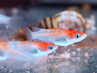 Medaka Reisfisch Kohaku Oryzias latipes