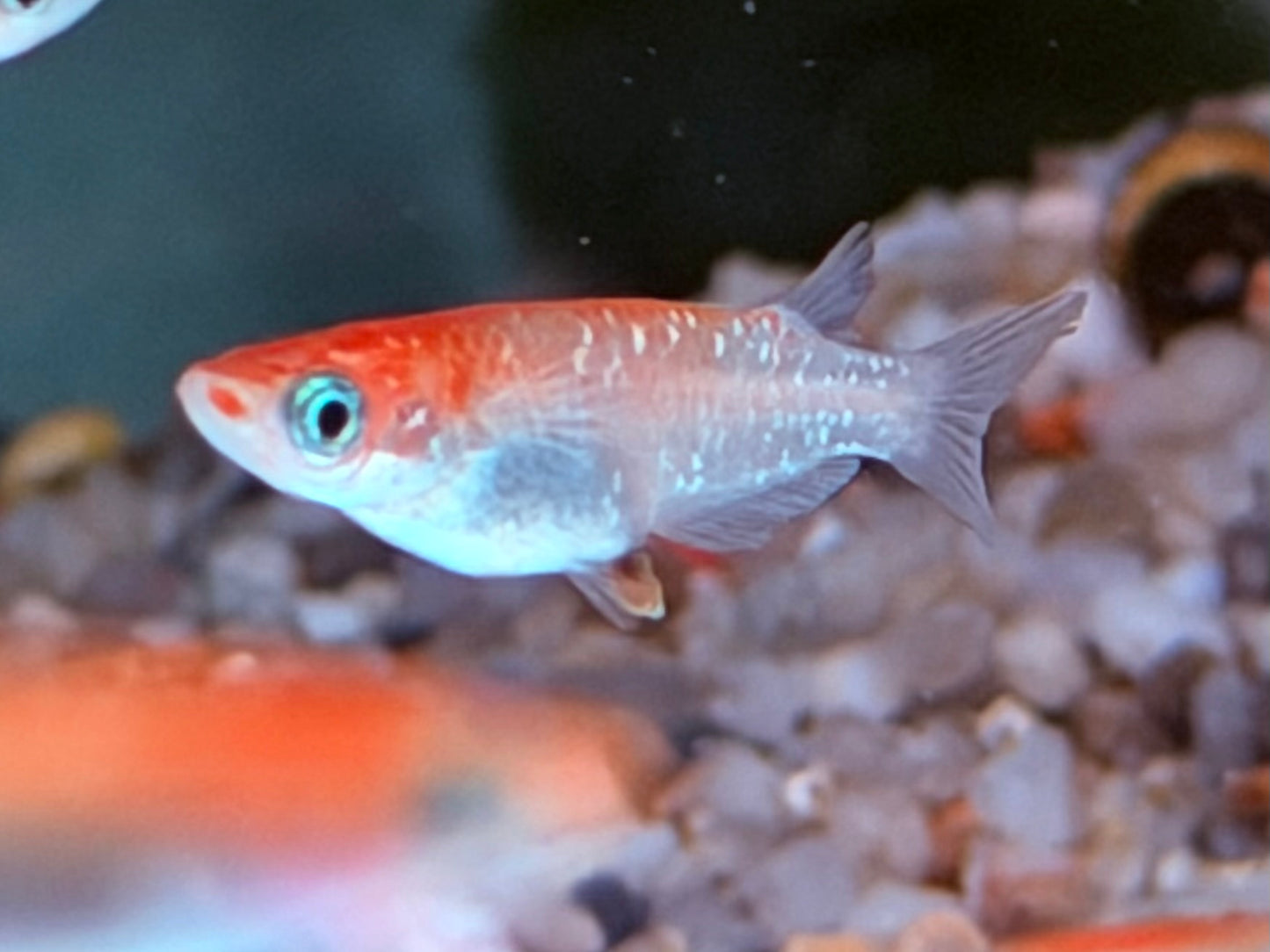 Medaka Reisfisch Kohaku Oryzias latipes