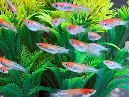 Medaka Reisfisch Kohaku Oryzias latipes