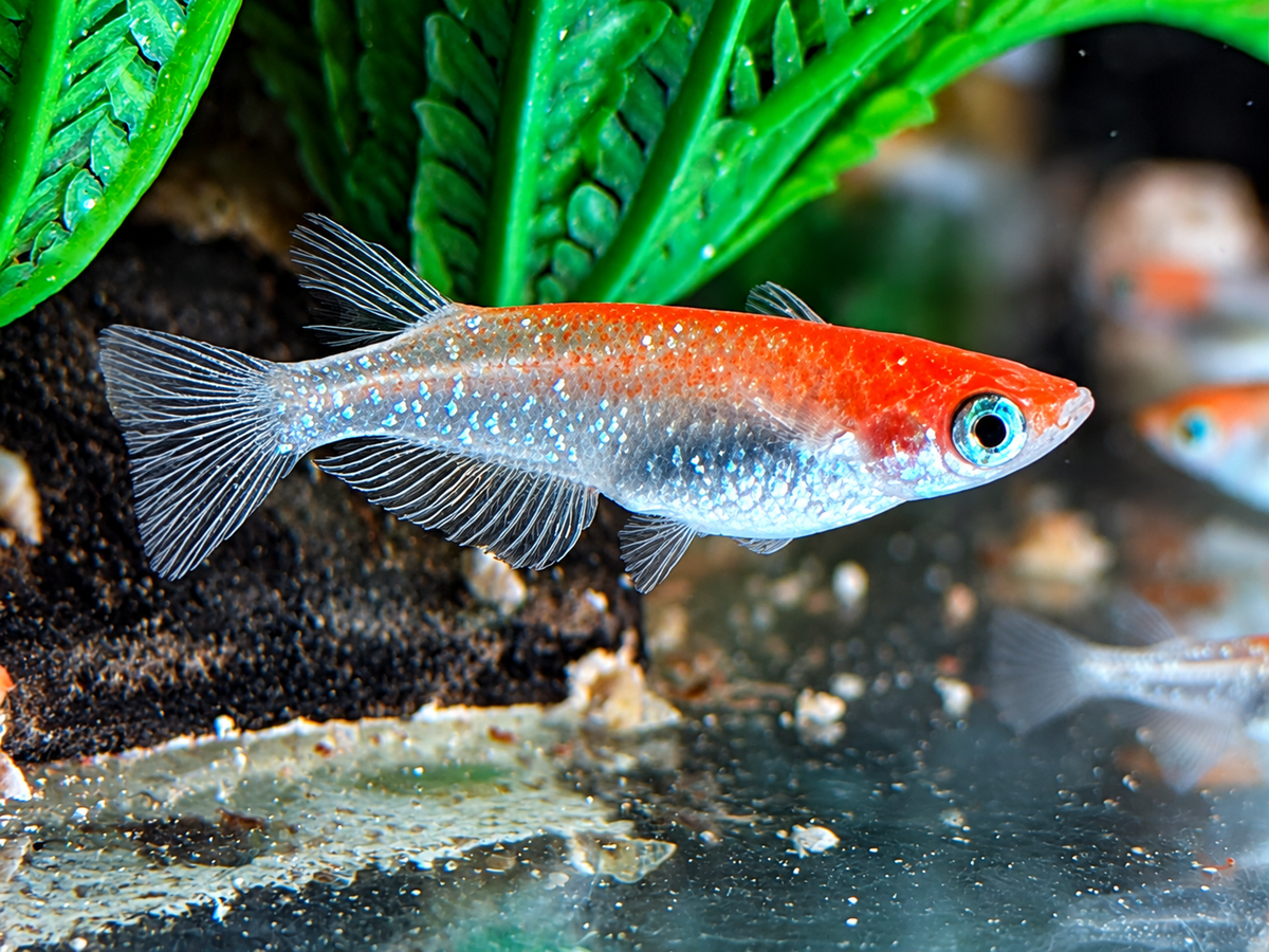 Medaka Reisfisch Kohaku Oryzias latipes