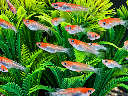 Medaka Reisfisch Kohaku Oryzias latipes