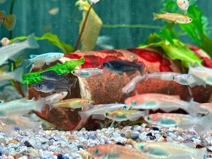 Medaka Reisfisch Mix Oryzias latipes