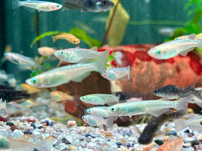 Medaka Reisfisch Mix Oryzias latipes