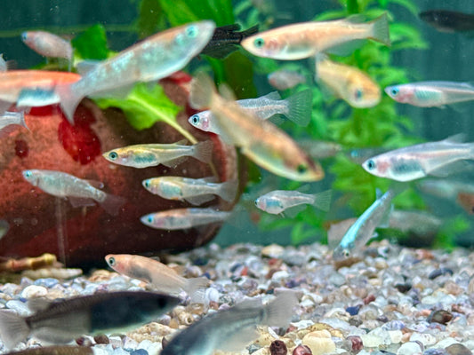 Medaka Reisfisch Mix Oryzias latipes