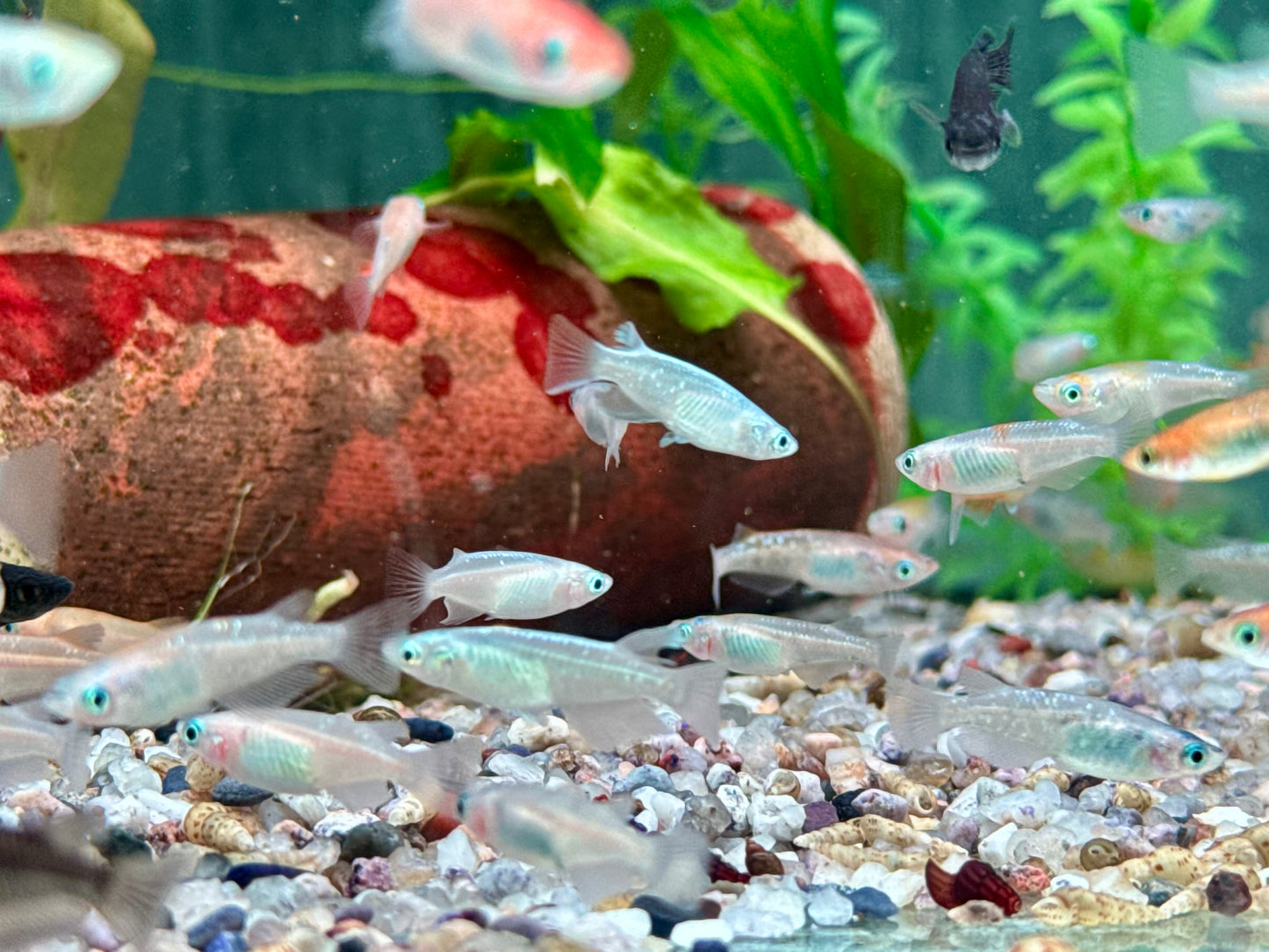 Medaka Reisfisch Mix Oryzias latipes