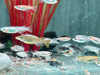 Medaka Reisfisch Mix Oryzias latipes