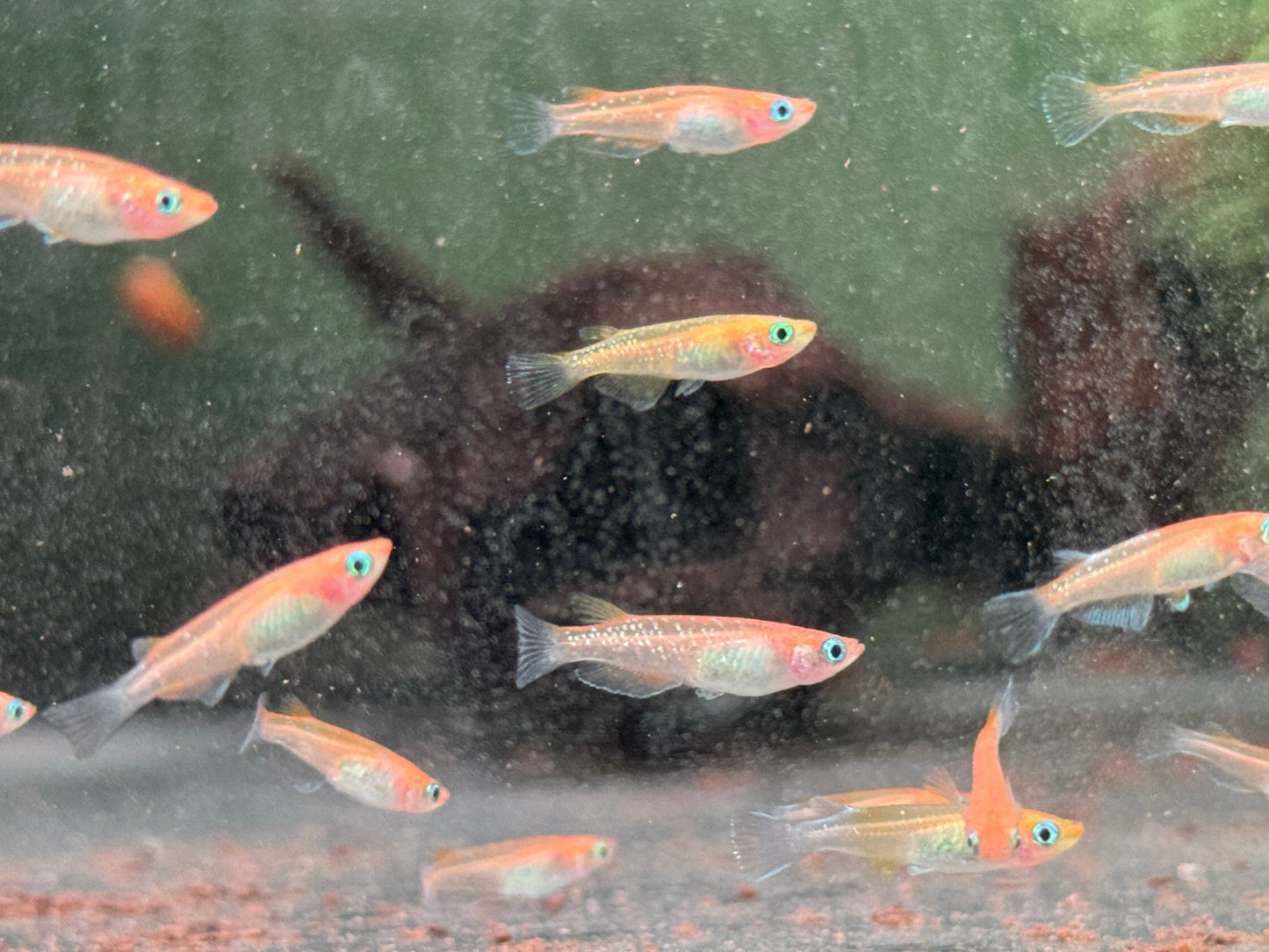 Medaka Sparkled Orange Reisfisch Oryzias latipes