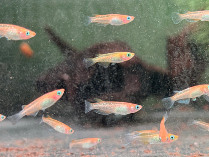 Medaka Sparkled Orange Reisfisch Oryzias latipes