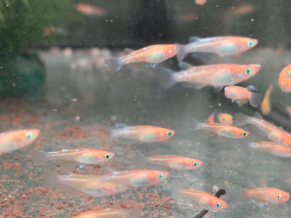 Medaka Sparkled Orange Reisfisch Oryzias latipes