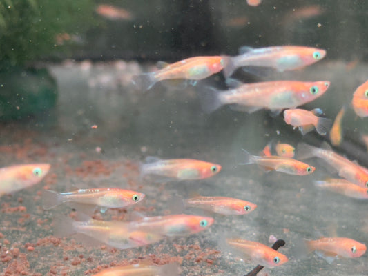 Medaka Sparkled Orange Reisfisch Oryzias latipes