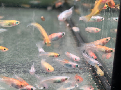 Medaka Sparkled Orange Reisfisch Oryzias latipes