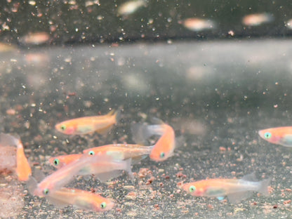 Medaka Sparkled Orange Reisfisch Oryzias latipes