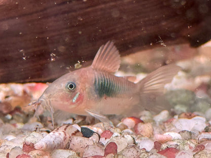 Metallpanzerwels Osteogaster Corydoras aeneus