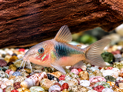 Metallpanzerwels Osteogaster Corydoras aeneus 3,5-4 cm