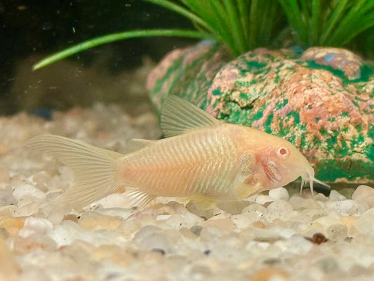 Metallpanzerwels albino Osteogaster Corydoras aeneus albino