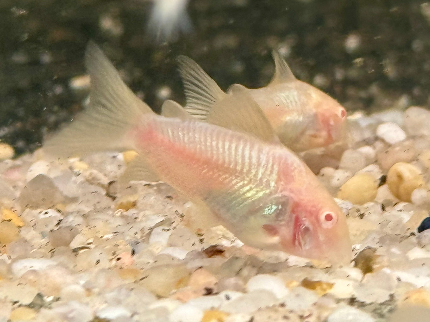 Metallpanzerwels albino Osteogaster Corydoras aeneus albino