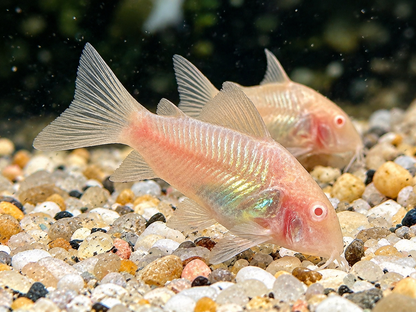 Metallpanzerwels albino Osteogaster Corydoras aeneus albino