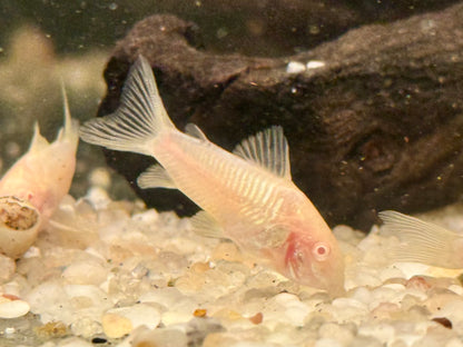 Metallpanzerwels albino Osteogaster Corydoras aeneus albino