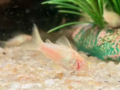 Metallpanzerwels albino Osteogaster Corydoras aeneus albino