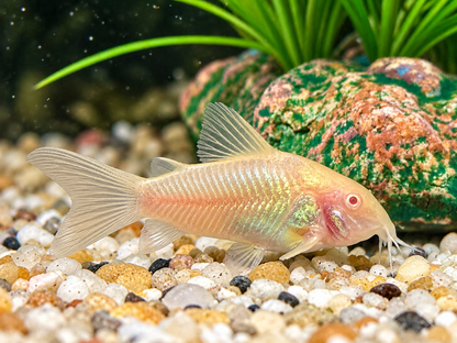 Metallpanzerwels albino Osteogaster Corydoras aeneus albino
