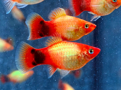 Mickey Mouse Platy Orange Xiphophorus maculatus 3,5-4 cm
