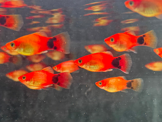 Mickey Mouse Platy Orange Xiphophorus maculatus