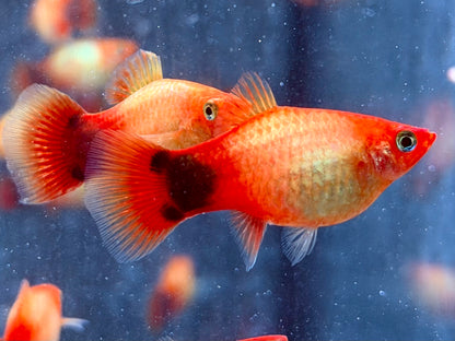 Mickey Mouse Platy Orange Xiphophorus maculatus 3,5-4 cm