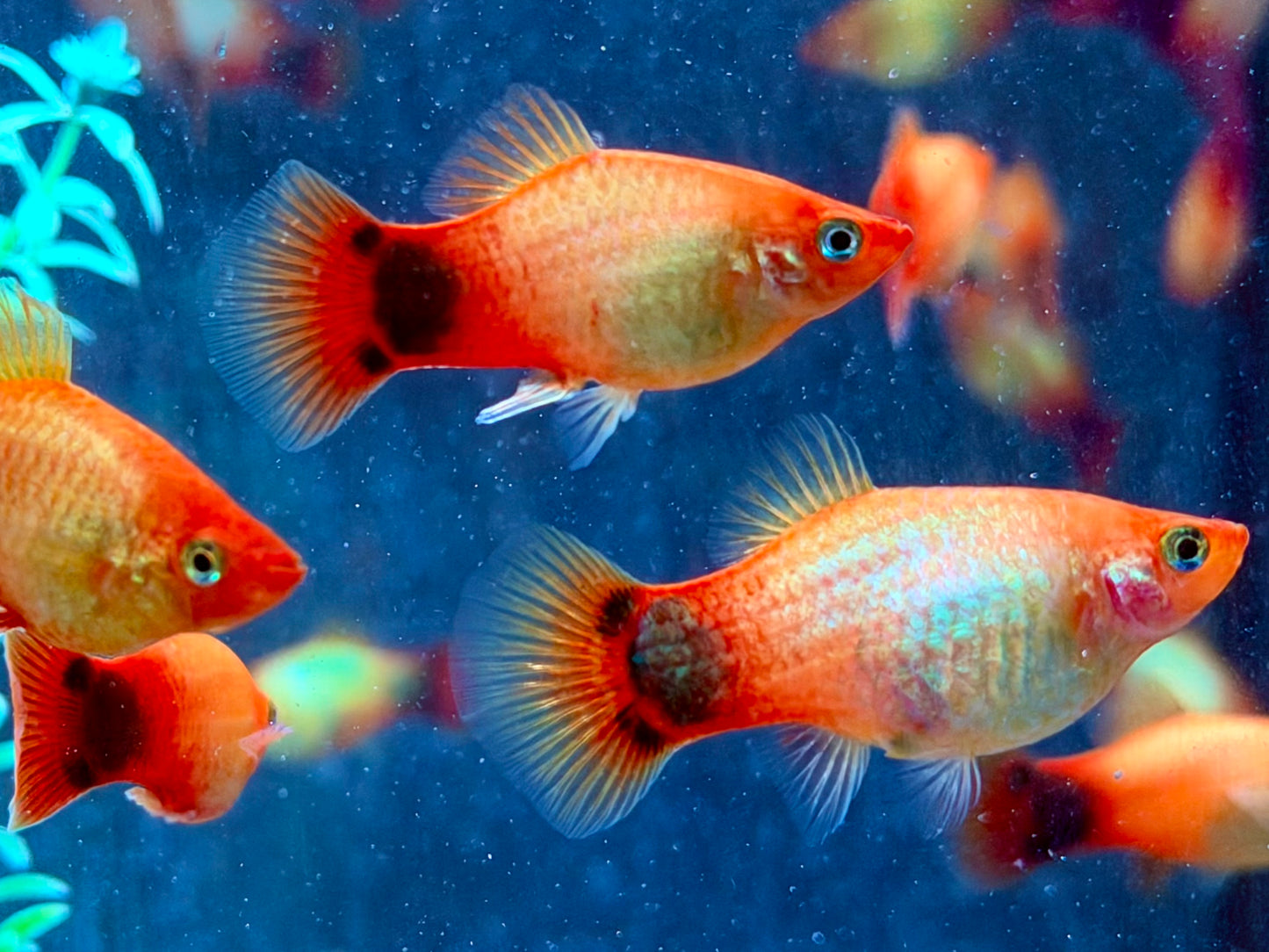Mickey Mouse Platy Orange Xiphophorus maculatus 3,5-4 cm