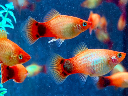 Mickey Mouse Platy Orange Xiphophorus maculatus 3,5-4 cm