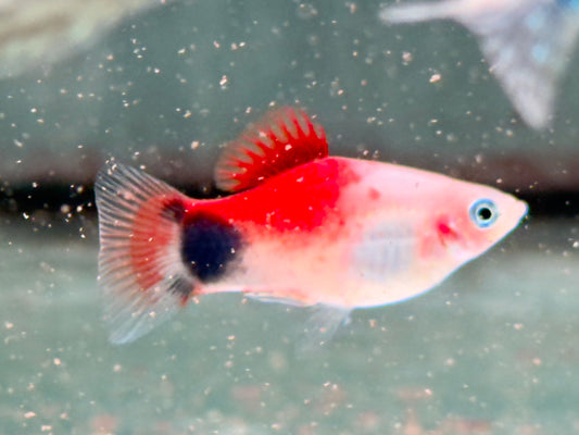Mickey Mouse Platy rot weiß Xiphophorus maculatus