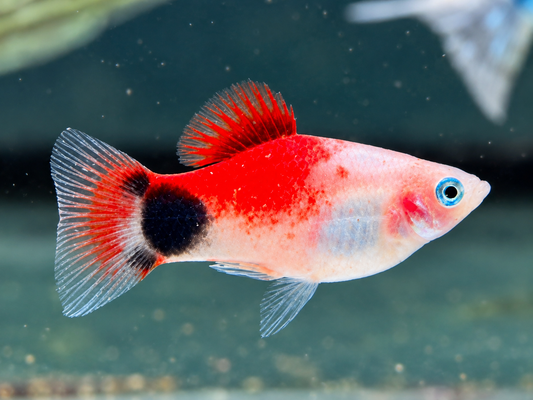 Mickey Mouse Platy rot weiß Xiphophorus maculatus