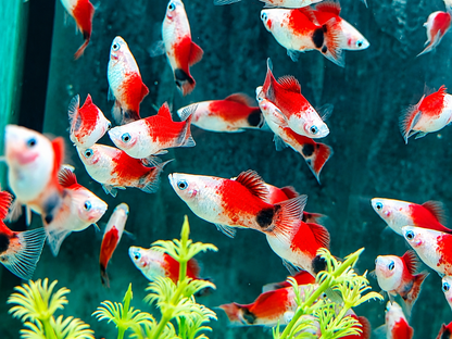 Mickey Mouse Platy rot weiß Xiphophorus maculatus