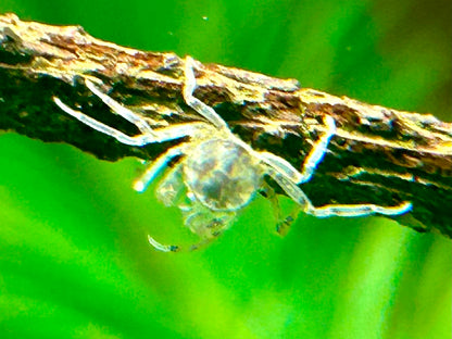 Microkrabbe Limnopilos naiyanetri