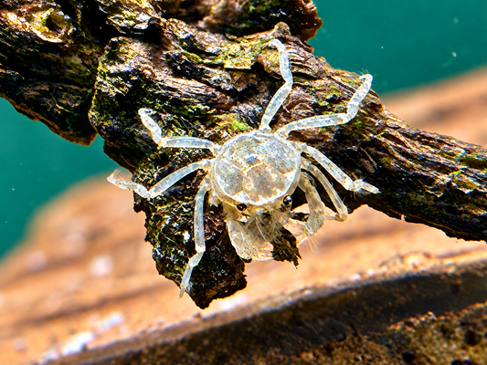 Microkrabbe Limnopilos naiyanetri