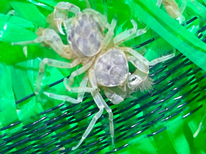 Microkrabbe Limnopilos naiyanetri