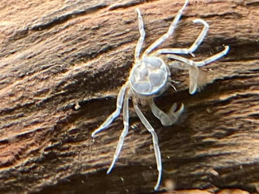 Microkrabbe Limnopilos naiyanetri